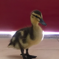 TheDuckieLover