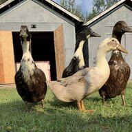talkhorsesducks