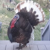 Turkey Mama