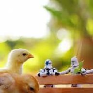 PoultryDude1000