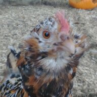 NoodlesTheLittleDuckie