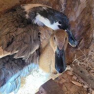 Duckylicious21