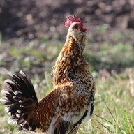 Chickengoesbock