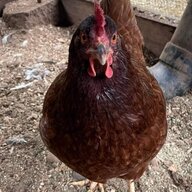 TheClarksFlock