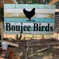 Boujee Birds