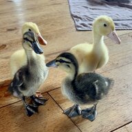 My4Ducks