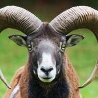 Back Yard Ram