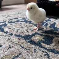 Tracey the chick