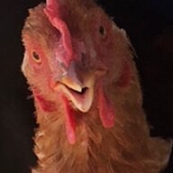 Chickens until death