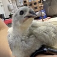 Chickenmomma1992
