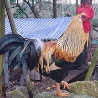 RabbenPoultry
