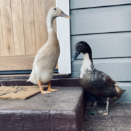 Duckdad805