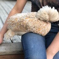 TheChickenWitch