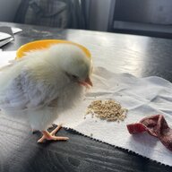 Sonomachick