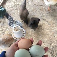 MrsFarmerGooding