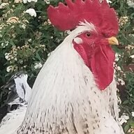 Barbee Chicks