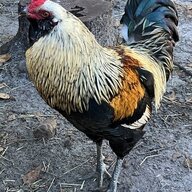 Nyfloh