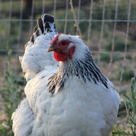 ChickenChickenChick