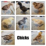 Chixmixopolis