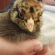 Everbloom Urban Homestead