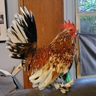 PrettyBirdRocky