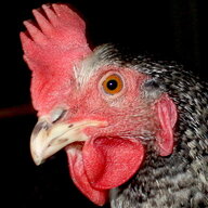 Smokerbill