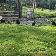 Hunlock Creek Chickys