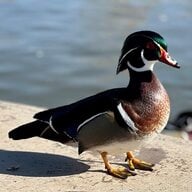 Mallards and Quail