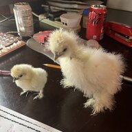 Lilfufubrahma