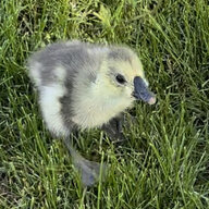Feathersandfluffs