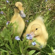 DaffodilDucky
