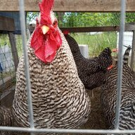 The1andOnlyGAChickenKing