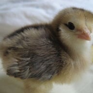 Cha Cha Chicken
