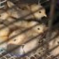 Kat's Silly Chickens