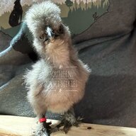 SouthernSunsetSilkies