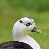 Quack and Squeak