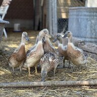MyQuackShack