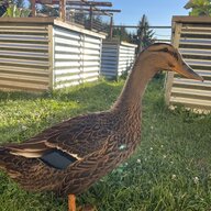quack_and_cluck