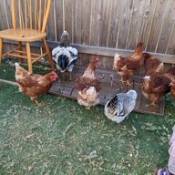 Egg Farm Chicken People