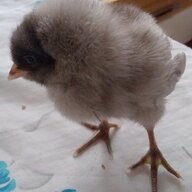 The Gray Chicken Chick