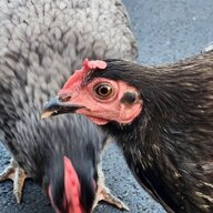 MacChickens