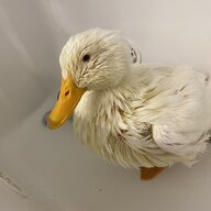Honey_the_Pekin