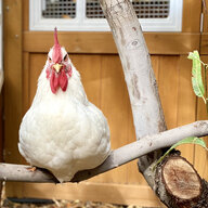 chickins43