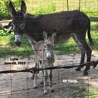 Love Donkeys