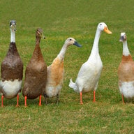 Rundown by the ducks