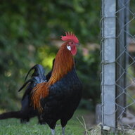 Three Mound High Fowl