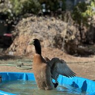 Quack a lack