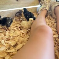 Gracechickengurl2011