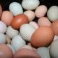 pastelpoultry