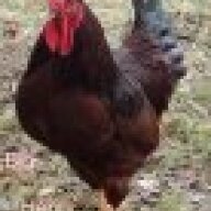 -Mr.HenryRooster